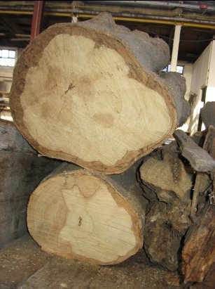 ceppi di legna di bagolaro da spaccare