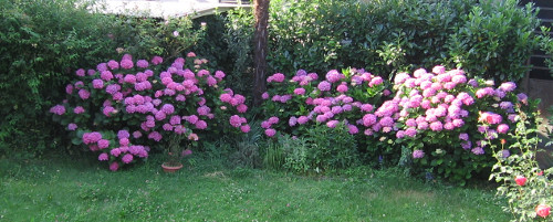 Ortensie fiorite